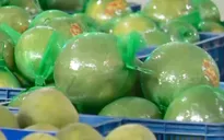 Tiềm năng xuất khẩu chanh, bưởi sang Trung Quốc