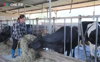 Lâm Đồng tái thiết chăn nuôi bò sữa theo hướng bền vững