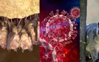 Cảnh báo sớm nguy cơ dịch bệnh mới từ virus corona ở dơi