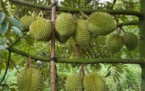 Giá sầu riêng lao dốc, nhà vườn chịu áp lực lớn