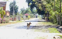 Nan giải việc quản lý đàn chó và nguy cơ bệnh dại bùng phát trong cộng đồng