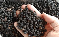 Xuất khẩu hồ tiêu sang Mỹ tăng mạnh
