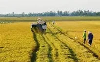 Quy định cần biết khi chuyển đất lúa sang trồng cây lâu năm