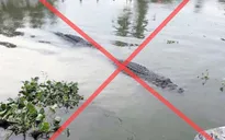 Tin “cá sấu trên sông” ở Vĩnh Long là giả, hình ảnh do AI tạo dựng