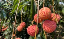 Sản lượng giảm mạnh, vải đầu vụ giá từ 50.000 - 70.000 đồng/kg
