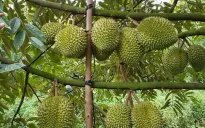 Giá sầu riêng giảm sâu: Áp lực từ thị trường và tiêu chuẩn mới