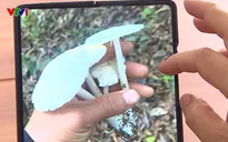 5 người trong một gia đình ngộ độc nấm, 1 trường hợp tử vong