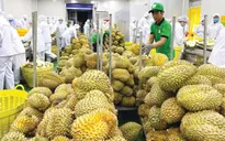 Gỡ nút thắt kiểm nghiệm, thúc đẩy xuất khẩu sầu riêng