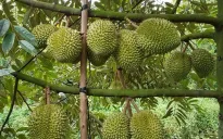 Sầu riêng giảm giá thành nỗi "sầu chung"