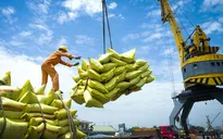 Giá gạo xuất khẩu tăng