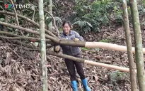 Xã Trung Sơn (Phú Thọ): Cây quế “chìa khóa” mở lối thoát nghèo bền vững