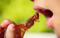 Cảnh báo ngộ độc từ các món ăn chế biến từ côn trùng