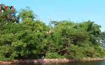 Nỗ lực bảo vệ đa dạng sinh học: Nhiều loài chim hoang dã xuất hiện trở lại