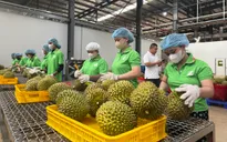 Siết hàng rào kỹ thuật, nông sản Việt phải chuyển mạnh sang sản xuất chuyên nghiệp