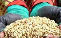 Indonesia ghi nhận lượng dự trữ gạo cao nhất lịch sử