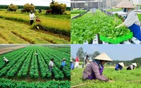 Đề xuất sửa đổi tiêu chí thụ hưởng chính sách hỗ trợ của Nhà nước đối với hợp tác xã