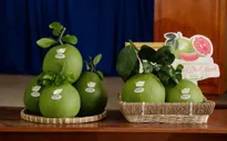 Mã số vùng trồng - nỗi lo của xuất khẩu bưởi