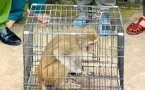 Kịp thời bàn giao, thả cá thể khỉ hoang dã về môi trường tự nhiên