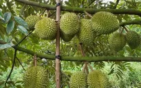 Sầu riêng tăng giá trị, mở rộng thị trường