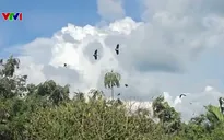 Khẩn trương tìm giải pháp bảo tồn, ngăn chặn nạn săn bắt trộm đe dọa vườn chim Hai Chìa