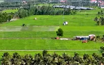 Chuyển đổi cây trồng thích ứng biến đổi khí hậu