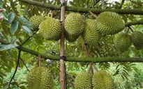 Giá sầu riêng giảm do tin đồn thất thiệt