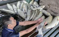 Nghệ An công bố kết quả xét nghiệm vụ cá chết hàng loạt trên sông Lam