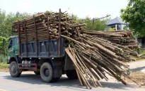 Xuất hiện nhiều xe tải chở keo tràm quá khổ trên đường gây mất an toàn
