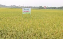 Hà Nội đẩy mạnh cơ giới hóa, mở rộng liên kết tiêu thụ trong sản xuất lúa vụ Xuân 2026