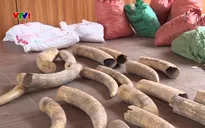 Bóc trần thủ đoạn buôn ngà voi, vảy tê tê: Cắt khúc ngà voi giống khối gỗ để tránh bị phát hiện