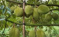 Cần sớm khơi thông "luồng xanh" xuất khẩu sầu riêng