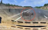Ô tô chạy gần 100 km/h tông trực diện con bò trên cao tốc Phan Thiết - Dầu Giây