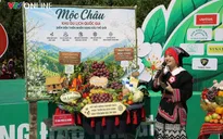 Mùa mận chín trên cao nguyên Mộc Châu