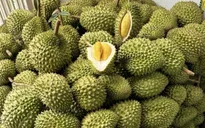 Sầu riêng tiếp tục tạo cú hích cho xuất khẩu nông sản Việt