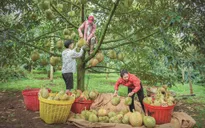 Lâm Đồng siết quản lý mã số vùng trồng sầu riêng xuất khẩu