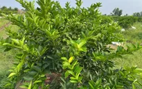 Giữ sức sống cho nông nghiệp miền Tây giữa nhiều biến động