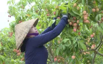 Bắc Ninh đưa vải thiều vươn xa