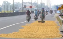 Nguy cơ mất an toàn giao thông do phơi thóc lúa