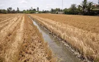 Xâm nhập mặn giảm dần trên toàn Đồng bằng sông Cửu Long