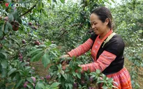 Sơn La nâng giá trị nông sản theo chuỗi