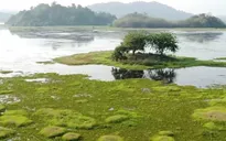 Sắp xếp vườn quốc gia: Bài toán giữa tinh gọn quản lý và bảo tồn đa dạng sinh học