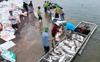 Nguyên nhân hơn 200 tấn cá chết trên hồ Trị An (Đồng Nai)