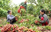 Vải thiều giữ giá cao, tiêu thụ thuận lợi