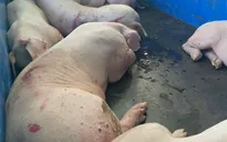 Khởi tố nhóm đối tượng mua bán, tiêu thụ lợn nhiễm dịch tả lợn châu Phi