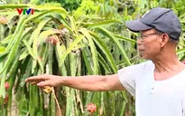 Phú Thọ: Vườn thanh long héo rũ, người dân lo ngại khí thải từ nhà máy phun sơn
