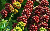 Giá cà phê tăng mạnh