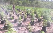 Công an lần ra “đại bản doanh” trồng cần sa từ một vụ bắt người nghiện
