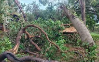 Mưa lớn kèm lốc xoáy gây nhiều thiệt hại tại Đồng Nai