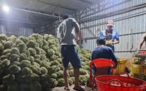 Thương lái "bẻ cọc", hàng nghìn tấn sầu riêng không có đầu ra