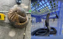 Triệt xóa đường dây mua bán động vật nguy cấp, quý hiếm liên tỉnh